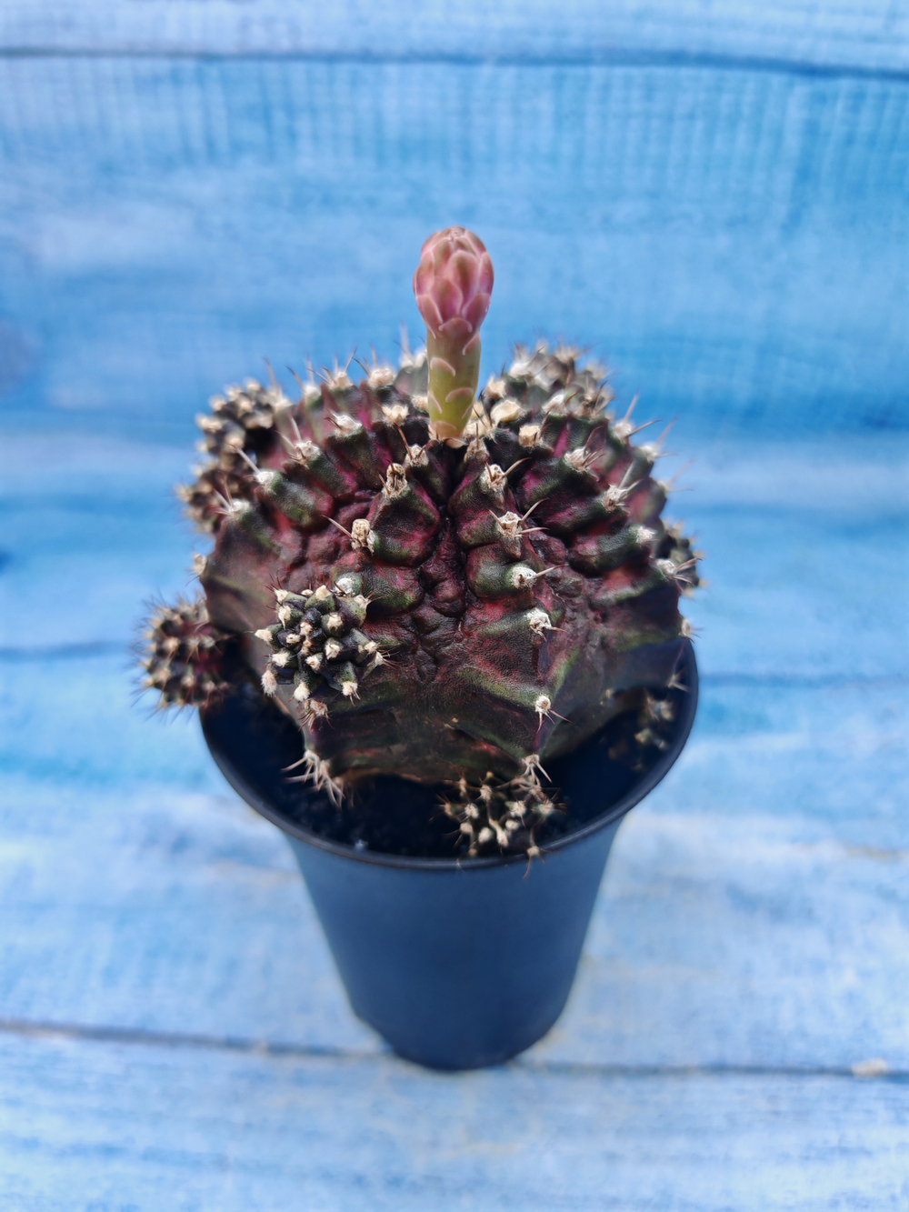 Gymnocalycium T-Rex Pink hybrid (Гимнокалициум T-rex)