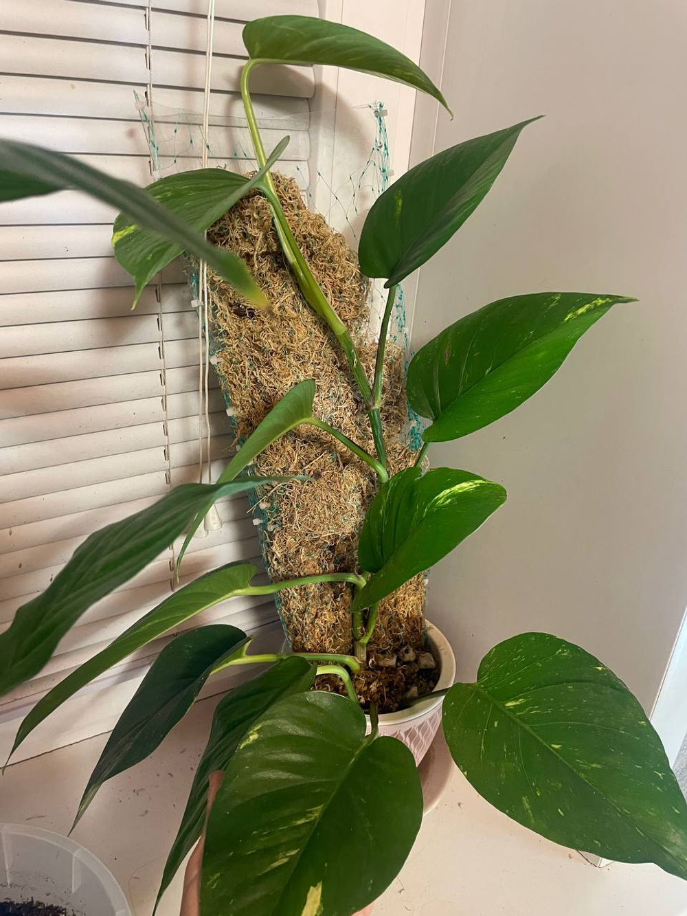 Эпипремиум Аурэм Гигантум