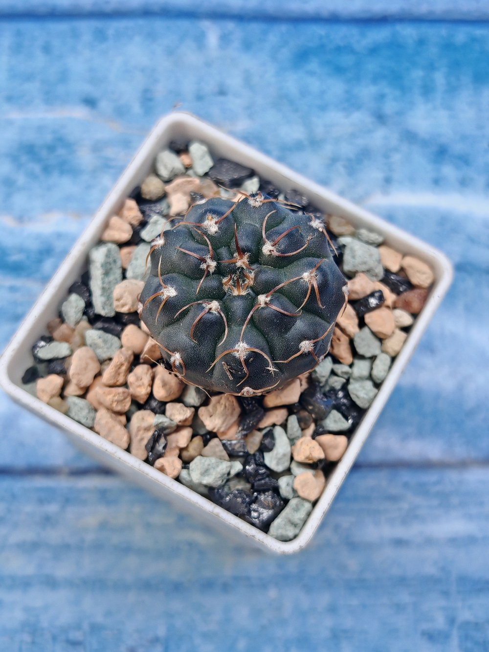 Gymnocalycium Stellatum (Гимнокалициум)