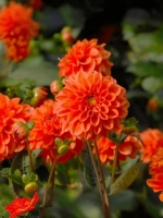 Георгин бордюрный Оранж Наггет