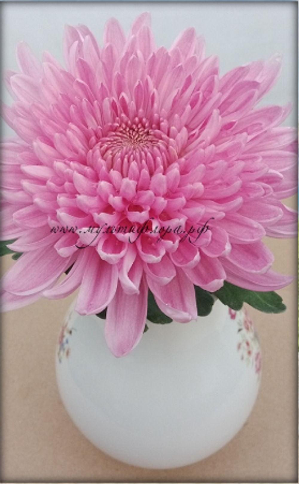 Хризантема одноголовая Минка розовая /о.16 /поставка весна 2026г/