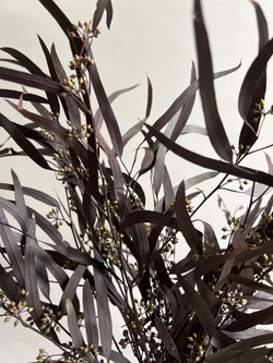 Эвкалипт Николи стабилизированный серо-пурпурный