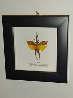 Кузнечик Trigonopteryx в рамке