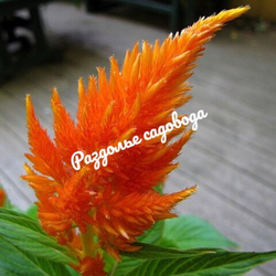 Целозия метельчатая (цена за 6 штук)