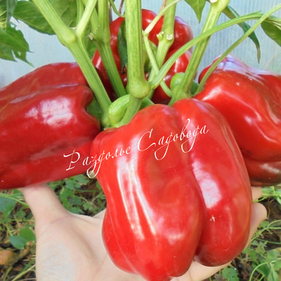 Перец сладкий Калифорнийское чудо (кассета 6 ячеек)