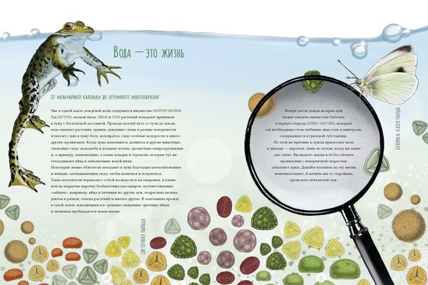 Лужа. Открываем многообразие мира, скрытого от нашего взора