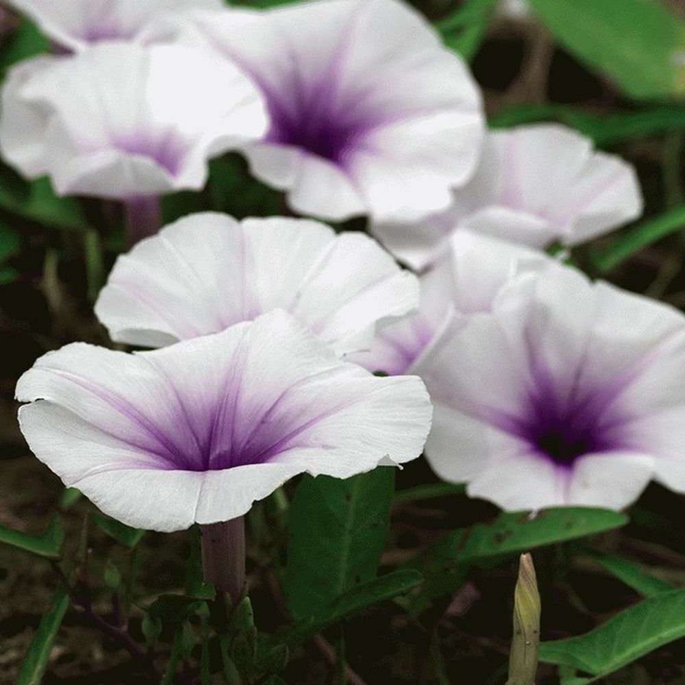 Нектар лунного цветка (Moonflower Nectar)