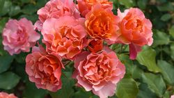 Жан Кокто (Jean Cocteau)