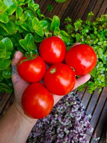 Физик сорт томата