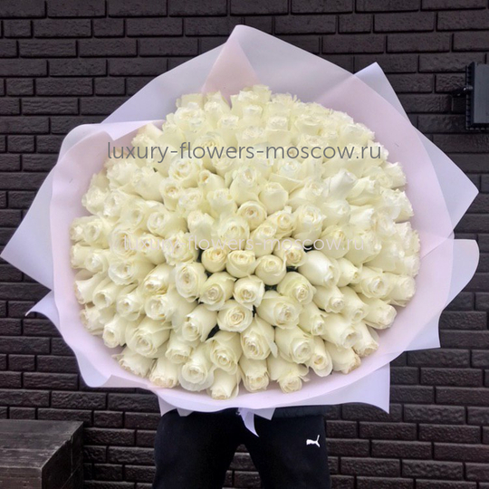 201 роза белая Эквадор экстра