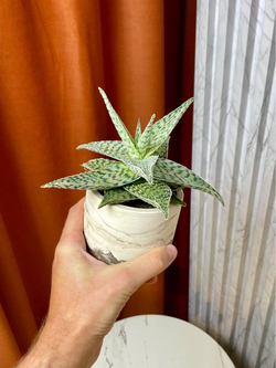 Алоэ Десерт Даймонд, D10см Н20см, 1шт, Urban Jungle