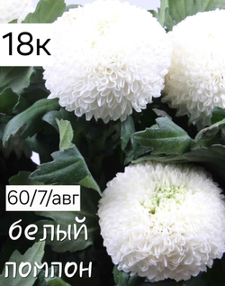 САЖЕНЦЫ ХРИЗАНТЕМЫ КОРЕЙСКАЯ № 18 БЕЛЫЙ ПОМПОН