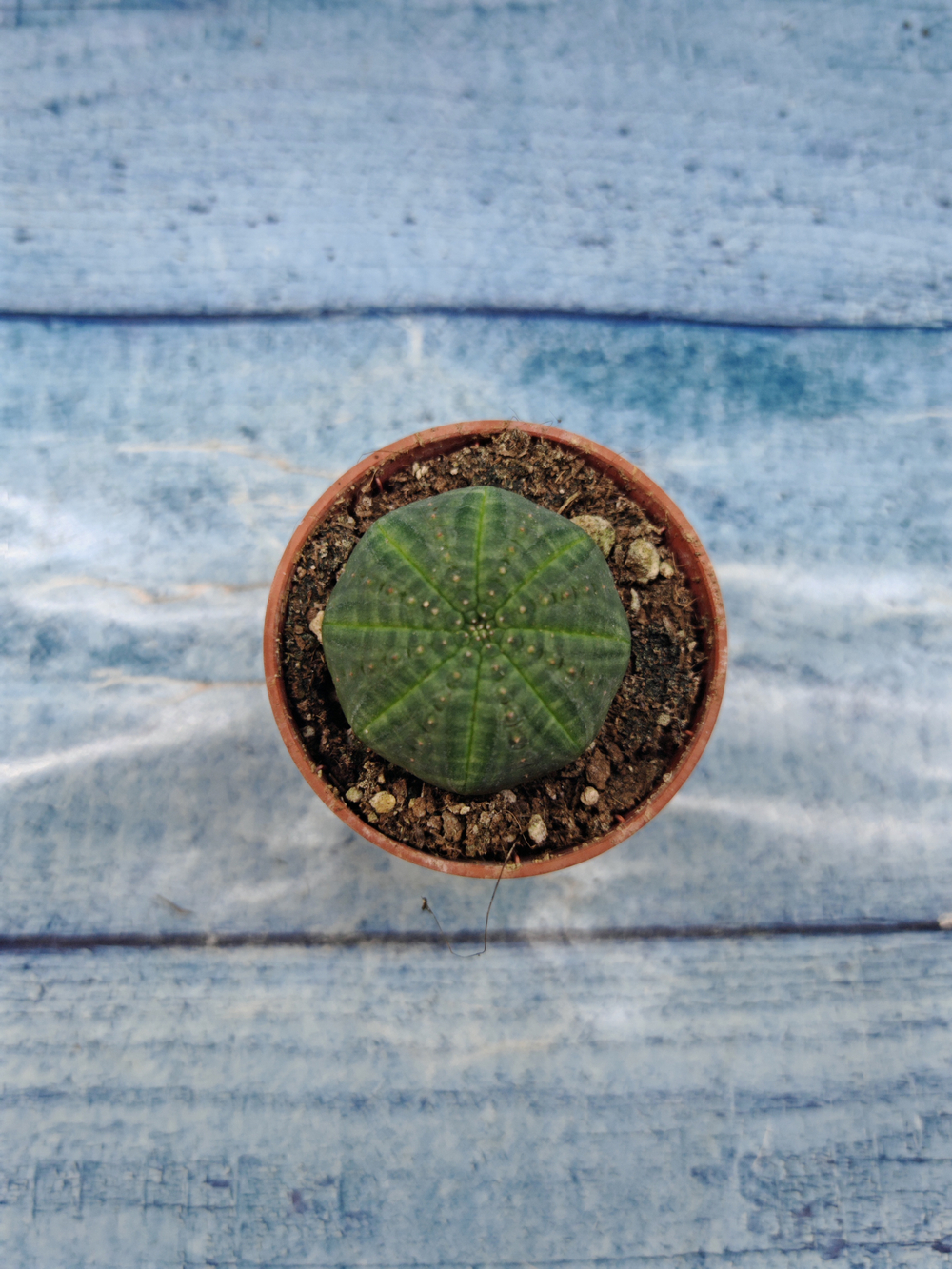 Euphoria Obesa (Эуфорбия)