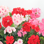 Искусственные цветы Балконный ящик с красно-розовыми геранями 60см