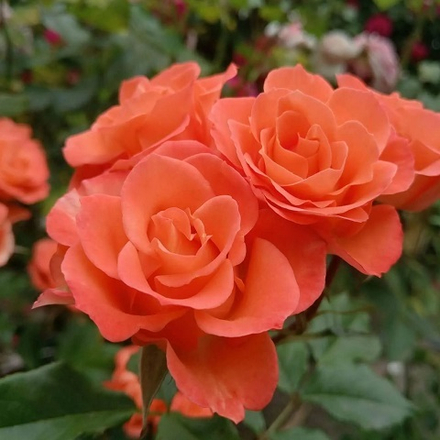 Роза спрей Alegria