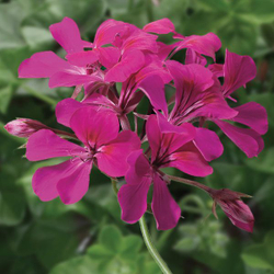 Пеларгония плющелистая Торнадо Фуксия F1 (25шт) Витагрин Профи