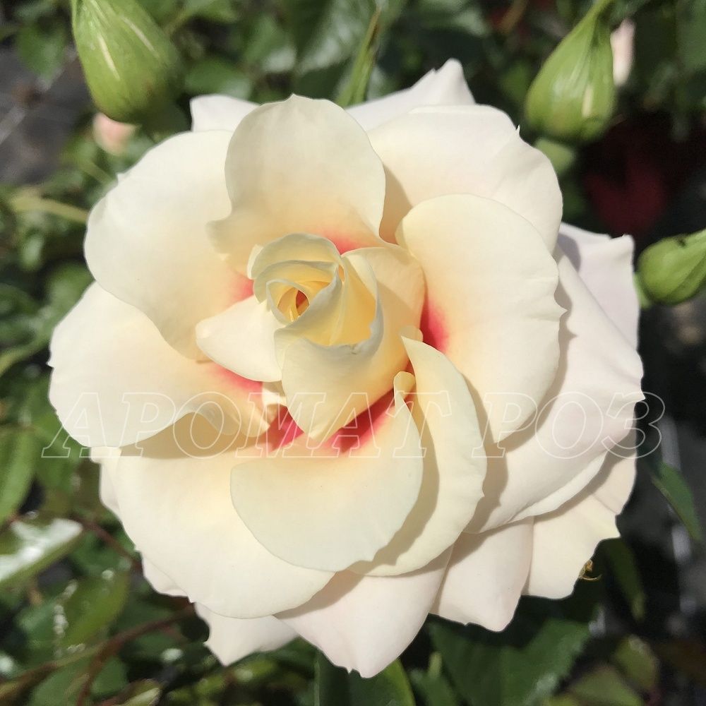 Ризинг Сан (Rising Sun)