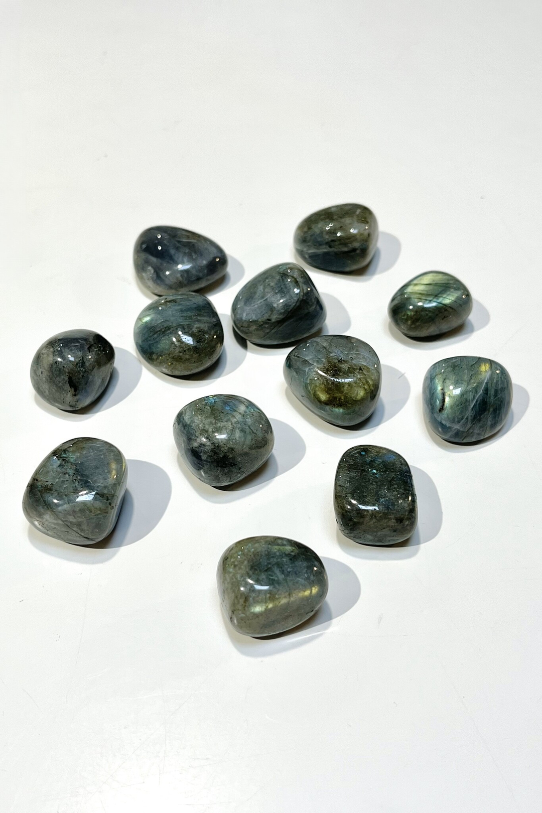 Лабрадор галтовка