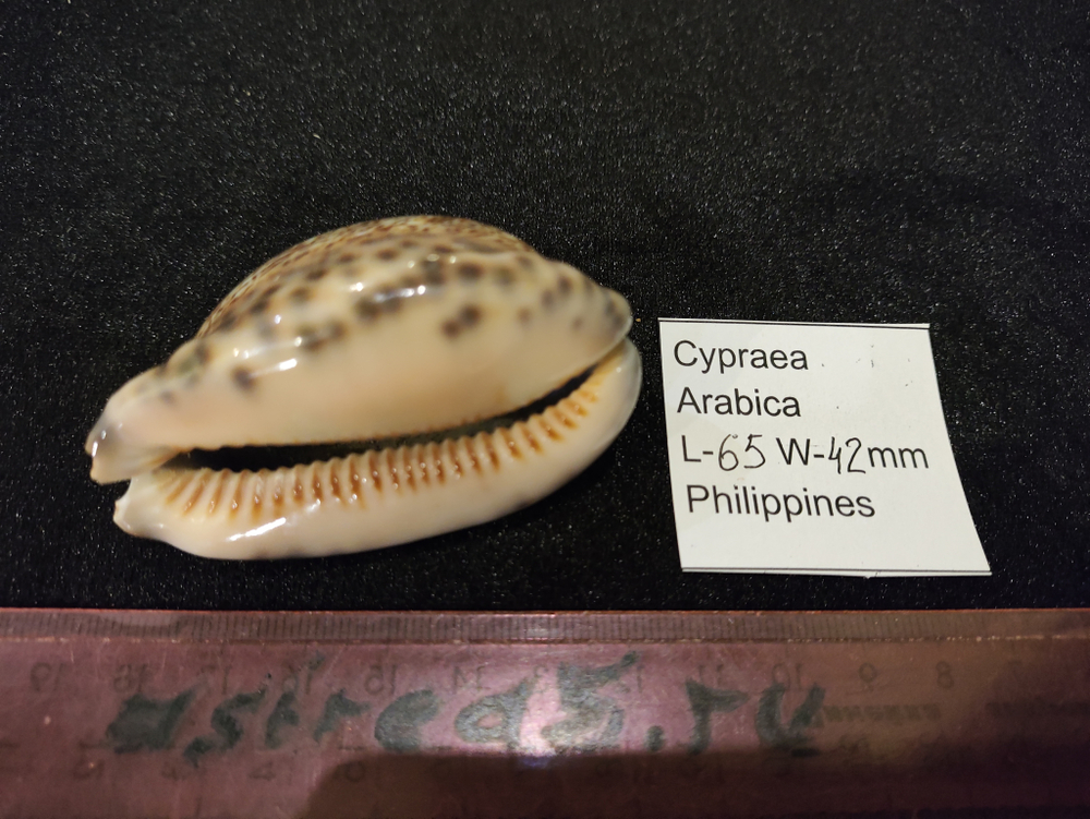 Ципрея Арабика