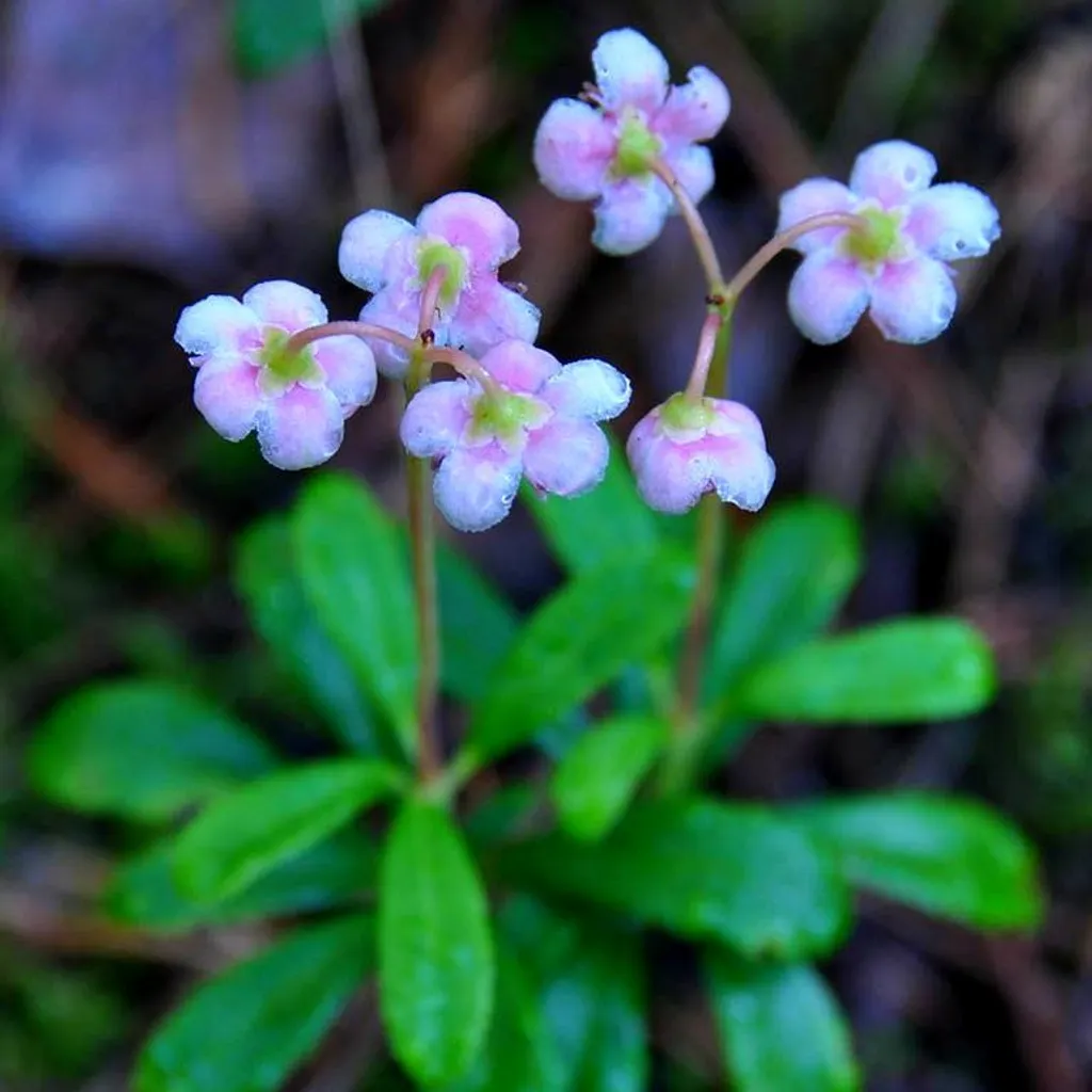 Зимолюбка зонтичная