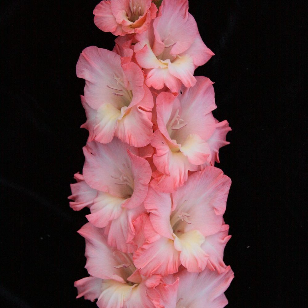 Гладиолус крупноцветковый Бель Туаве