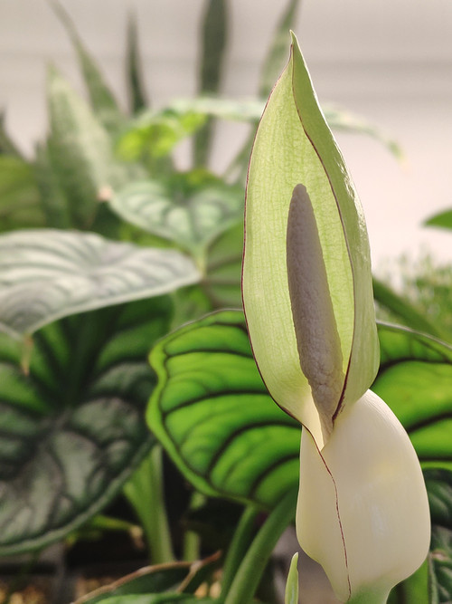 Алоказия Шкура Дракона (Alocasia Dragon Scale)