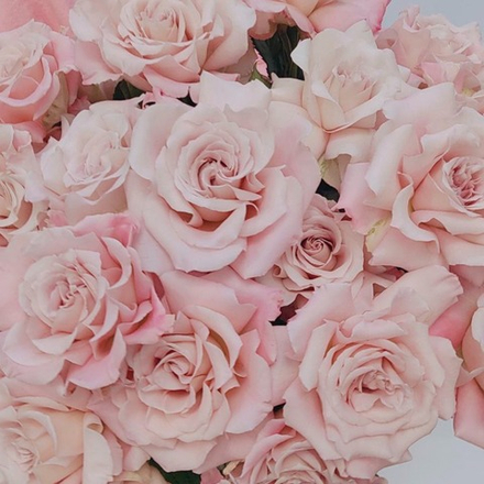 25 французских кремовых роз