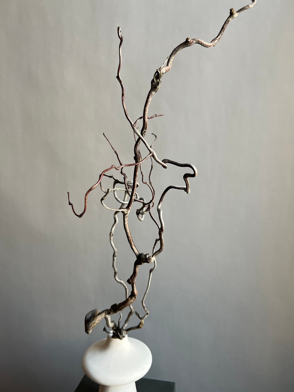 Корилус коряга