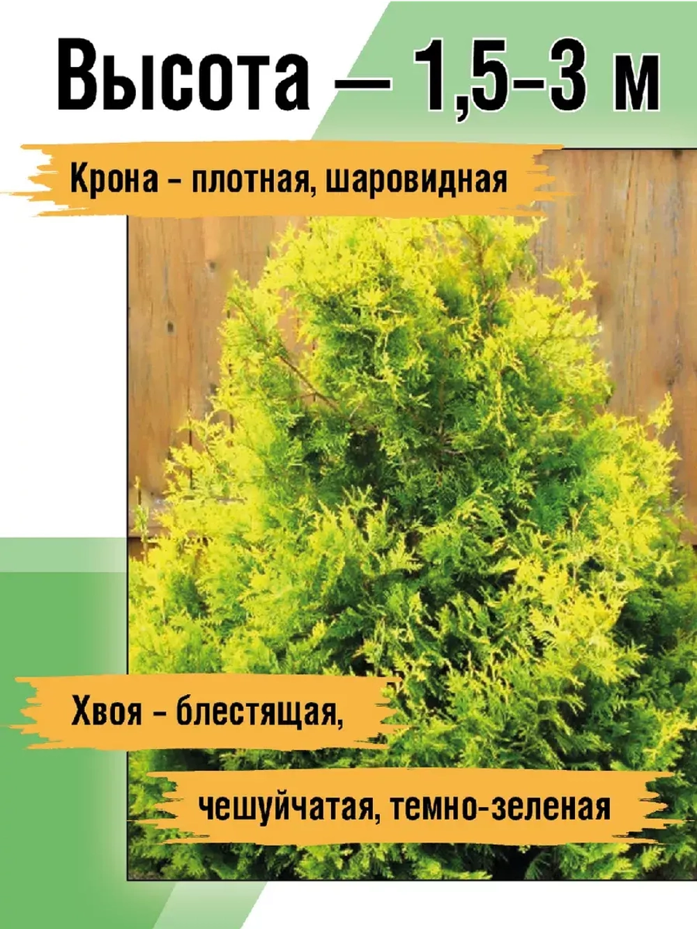 Туя саженец западная Санкист хвойные деревья