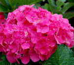 So Long Rosy /Со Лонг Рози(Стандарт поставки Р9)2025г.