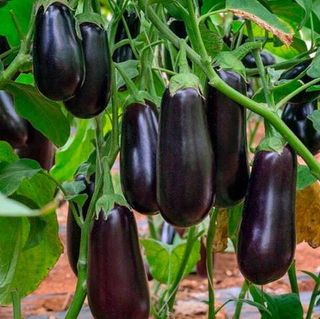 Баклажан Рома F1 (1000 семян)