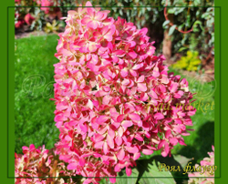 Гортензия метельчатая Роял Флауэр- королевский цветок (Hydrangea paniculata `Royal Flower`)