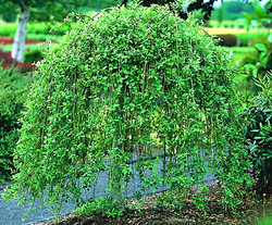 Ива (Salix) caprea Kilmarnock4