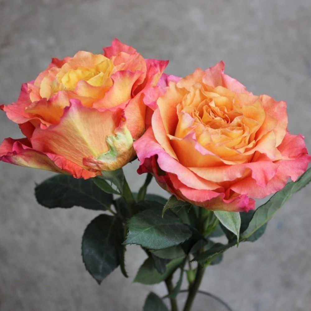 Фри Спирит (Free Spirit)