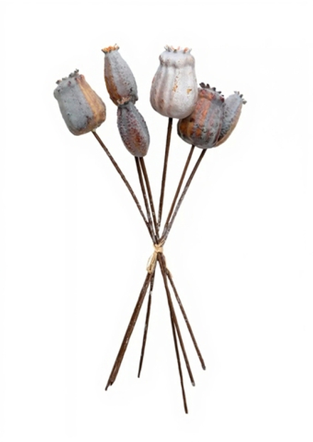 Коробочки мака пучок из 6 шт. ребристые