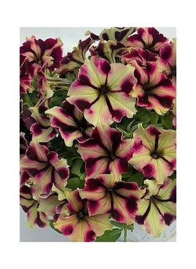 S57148 Петуния ампельная Petunia hybrida Romantica Norma  5 шт.