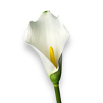 Гортензия премиум ярко-розовая