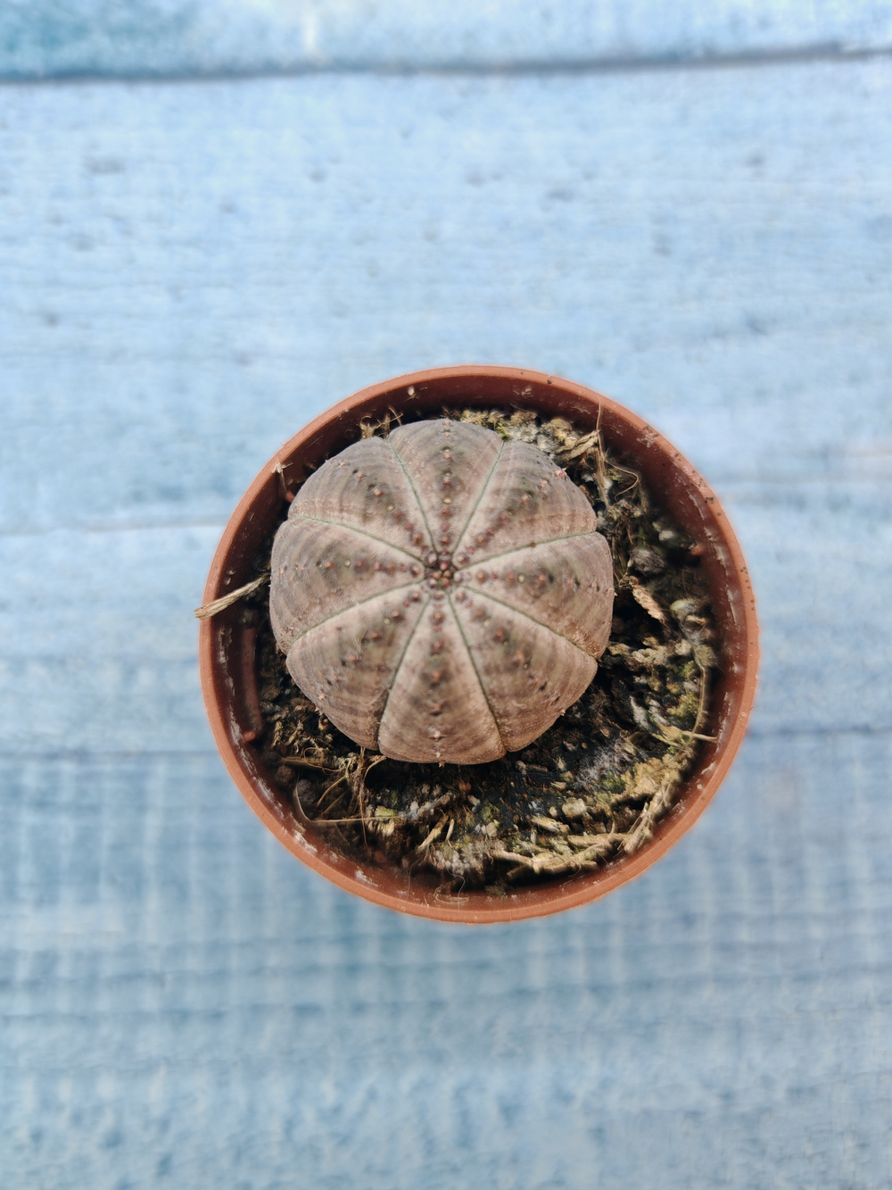 Euphoria Obesa (Эуфорбия)
