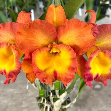 Орхидея ринхолелиокаттлея RLC. SHINAPHAT COSMO SEVEN SENSE