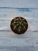 Gymnocalycium Friedrichii (Гимнокалициум)