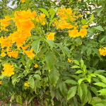 Текома прямостоячая желтая – Tecoma stans yellow