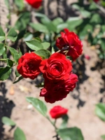 Роза флорибунда Европиана