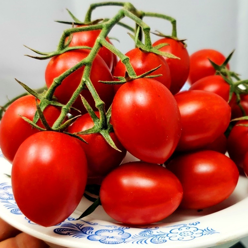 Помидоры Милашка Аннабель - Pretty Annabel Tomato