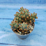 Tephrocactus Molinensis Red Glochids (Тефрокактус)