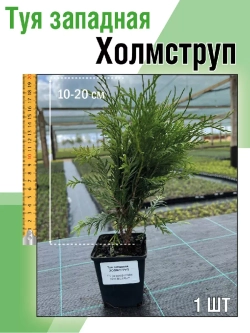 Туя саженец западная Холмструп хвойные деревья