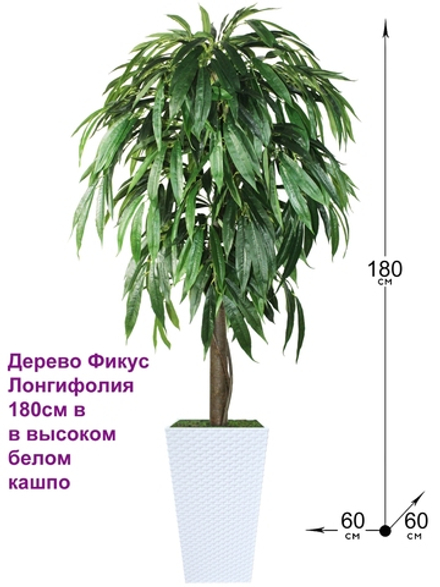 Искусственное дерево Фикус Лонгифолия 180см в высоком белом кашпо ротанг
