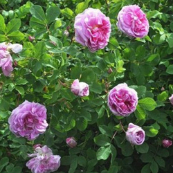 Роза канадская Свит Аделин С4 Закупка М43 июнь 2026