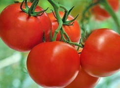 Раиса F1 семена томата индетерминантного (Syngenta / Сингента)