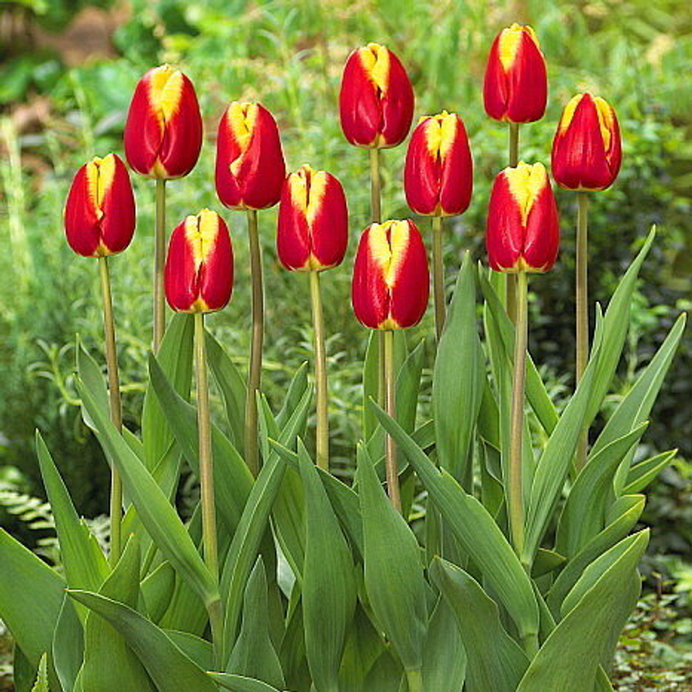 ЛУКОВИЦЫ ТЮЛЬПАН ТРИУМФ DOW JONES 11/12, DARIT 7 ШТ/УП