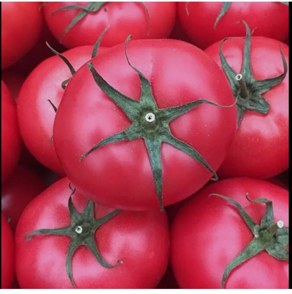 Грифон F1 розовый томат 1000 семян